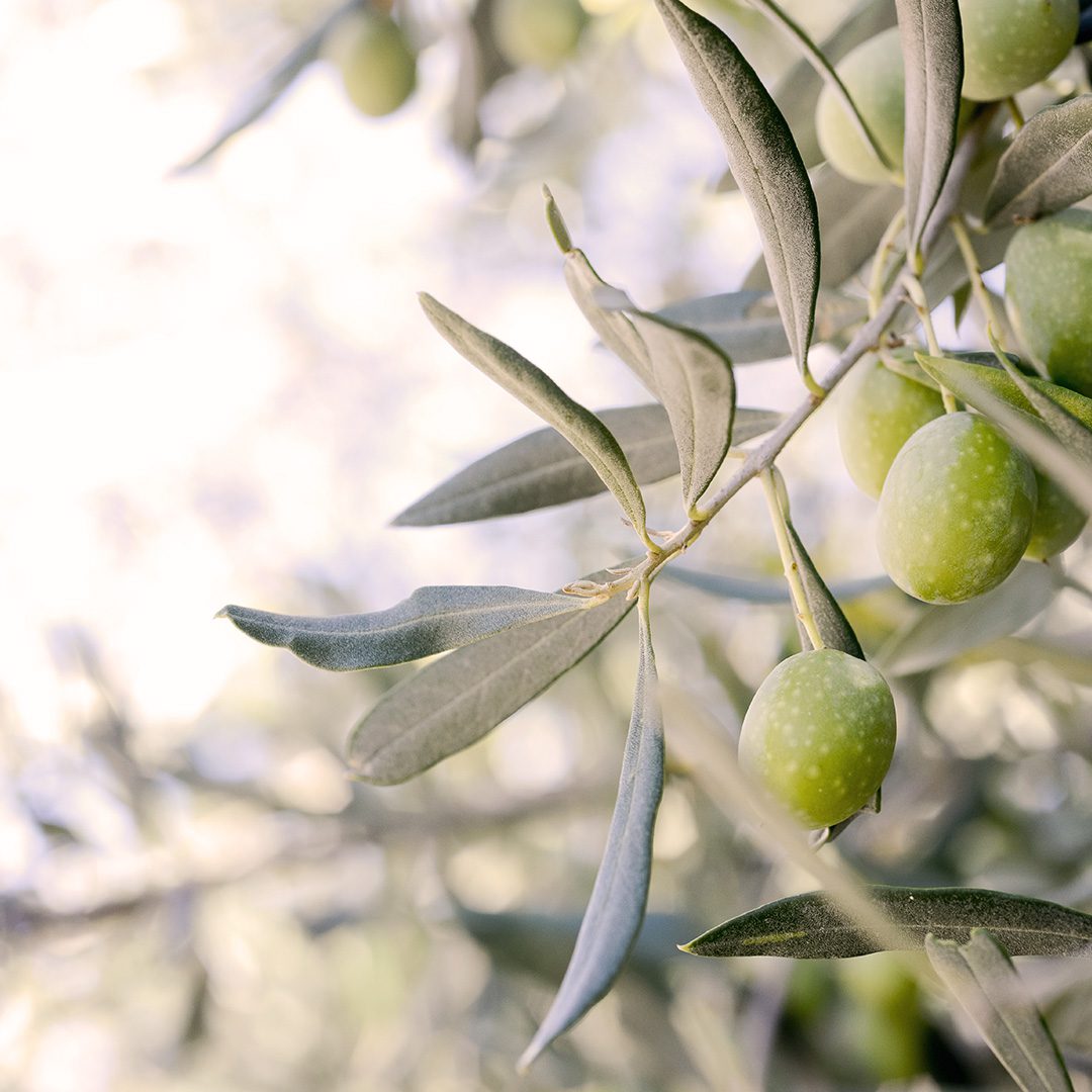 image ambiance olives emma noel